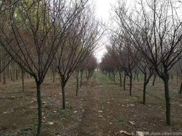 紅梅樹(shù)紅梅花圖片基地實(shí)拍 紅梅樹(shù)紅梅花圖片基地實(shí)拍