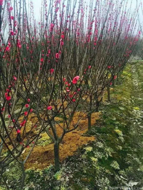 紅梅樹紅梅花圖片基地實(shí)拍 紅梅樹紅梅花圖片基地實(shí)拍