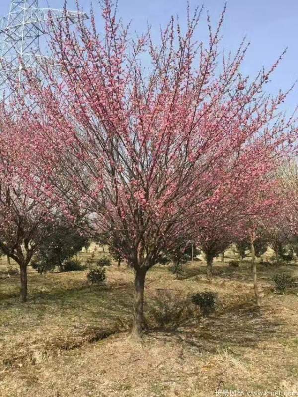 紅梅樹(shù)紅梅花圖片基地實(shí)拍 紅梅樹(shù)紅梅花圖片基地實(shí)拍