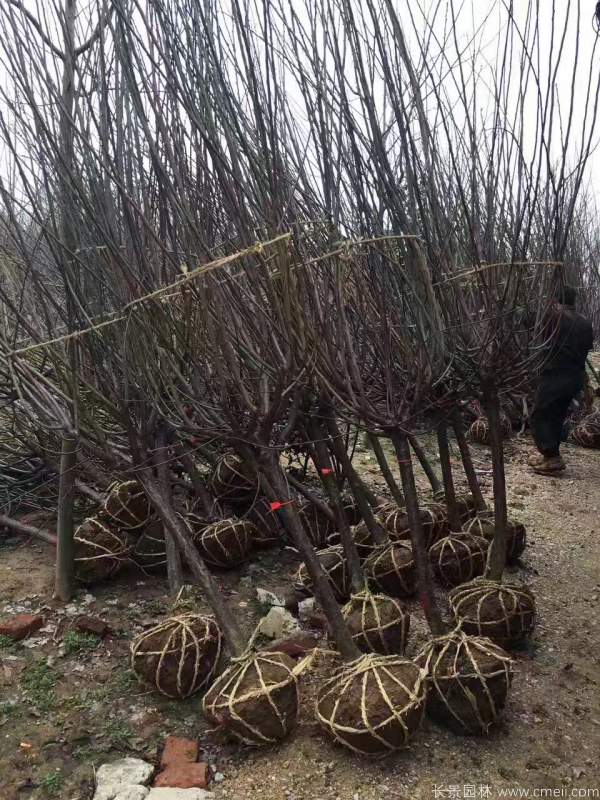 紅梅樹(shù)紅梅花圖片基地實(shí)拍 紅梅樹(shù)紅梅花圖片基地實(shí)拍