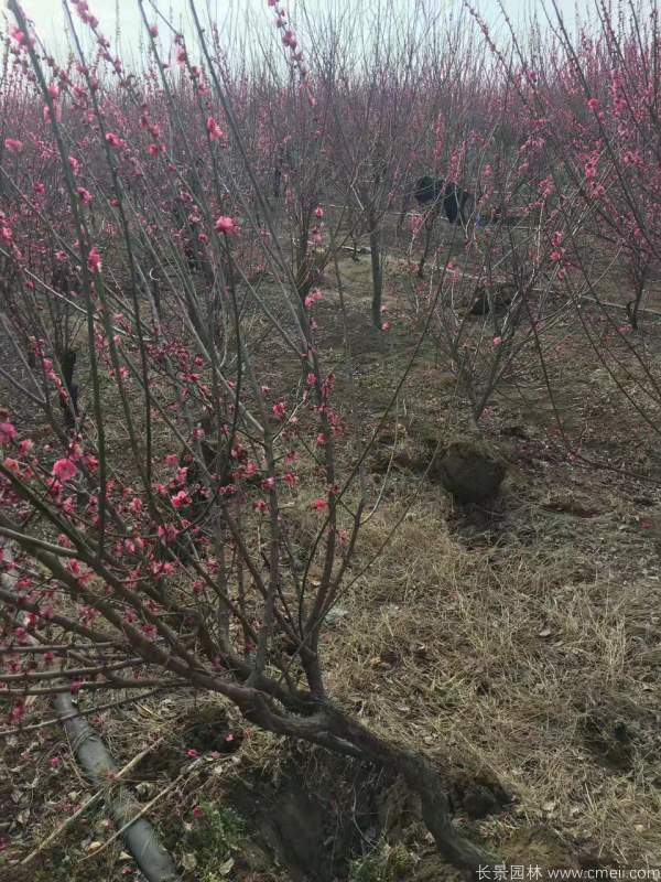 紅梅樹(shù)紅梅花圖片基地實(shí)拍 紅梅樹(shù)紅梅花圖片基地實(shí)拍