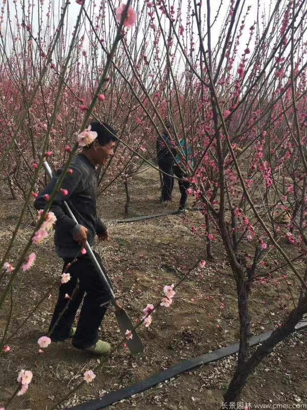 紅梅樹(shù)紅梅花圖片基地實(shí)拍 紅梅樹(shù)紅梅花圖片基地實(shí)拍