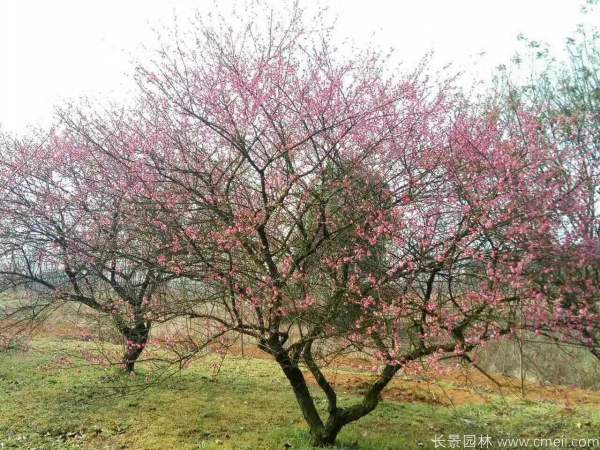紅梅樹(shù)紅梅花圖片基地實(shí)拍 紅梅樹(shù)紅梅花圖片基地實(shí)拍