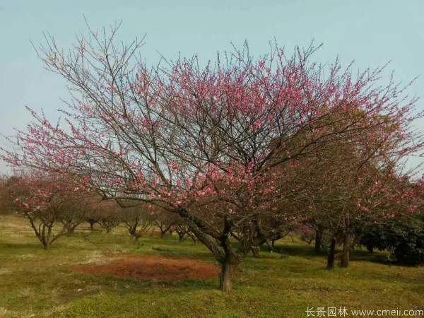 紅梅樹(shù)紅梅花圖片基地實(shí)拍 紅梅樹(shù)紅梅花圖片基地實(shí)拍