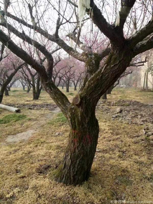 紅梅樹(shù)紅梅花圖片基地實(shí)拍 紅梅樹(shù)紅梅花圖片基地實(shí)拍