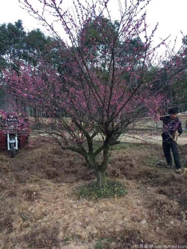 紅梅樹(shù)紅梅花圖片基地實(shí)拍 紅梅樹(shù)紅梅花圖片基地實(shí)拍