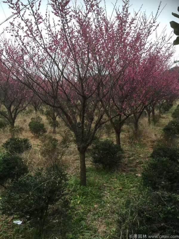 紅梅樹(shù)紅梅花圖片基地實(shí)拍 紅梅樹(shù)紅梅花圖片基地實(shí)拍