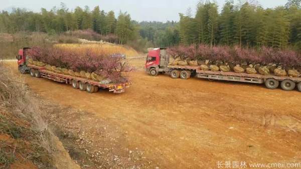 紅梅樹紅梅花圖片基地實(shí)拍 紅梅樹紅梅花圖片基地實(shí)拍