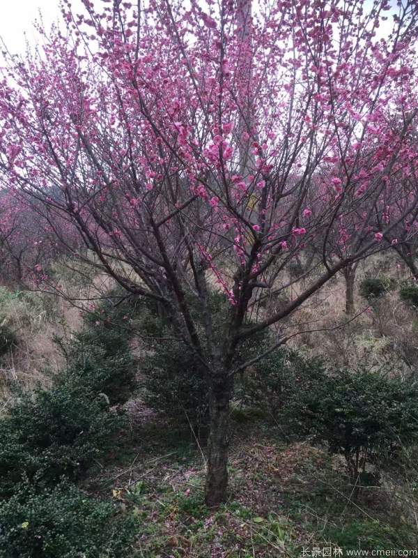 紅梅樹紅梅花圖片基地實(shí)拍 紅梅樹紅梅花圖片基地實(shí)拍