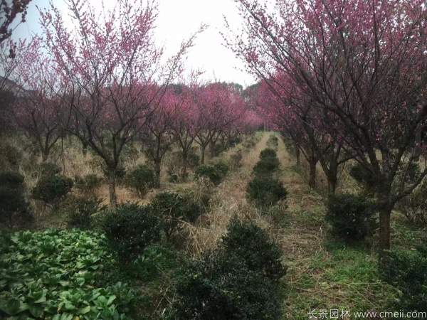 紅梅樹(shù)紅梅花圖片基地實(shí)拍 紅梅樹(shù)紅梅花圖片基地實(shí)拍
