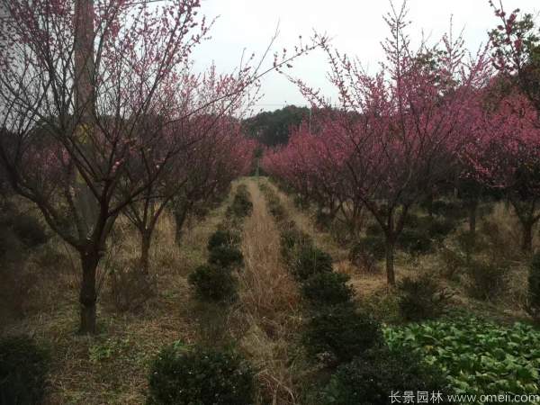 紅梅樹紅梅花圖片基地實(shí)拍 紅梅樹紅梅花圖片基地實(shí)拍