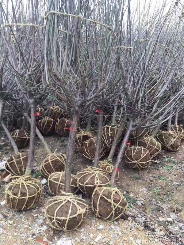 紅梅樹(shù)紅梅花圖片基地實(shí)拍 紅梅樹(shù)紅梅花圖片基地實(shí)拍