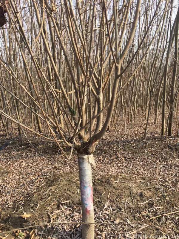 紅梅樹紅梅花圖片基地實(shí)拍 紅梅樹紅梅花圖片基地實(shí)拍