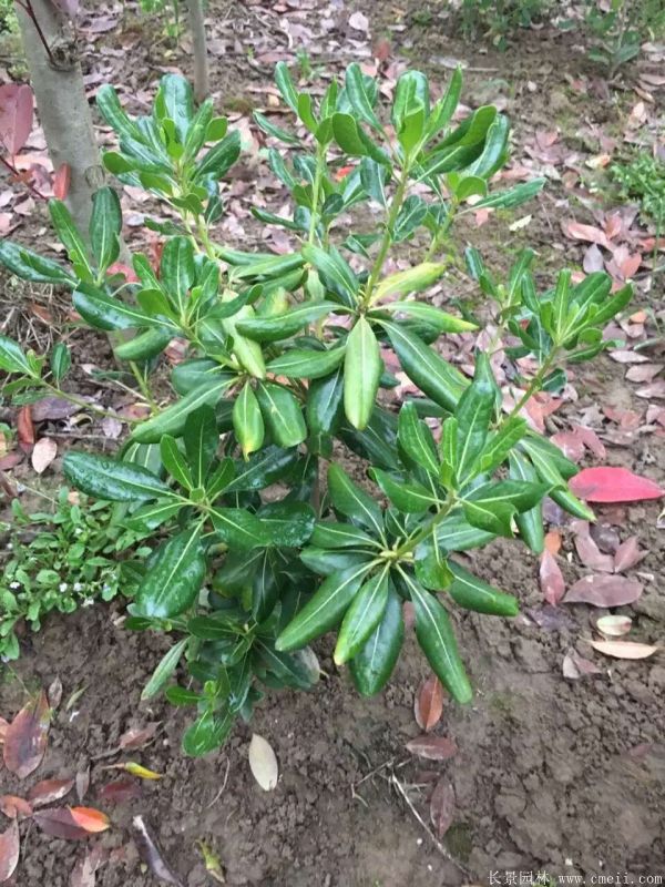 海桐圖片基地實(shí)拍 海桐圖片基地實(shí)拍