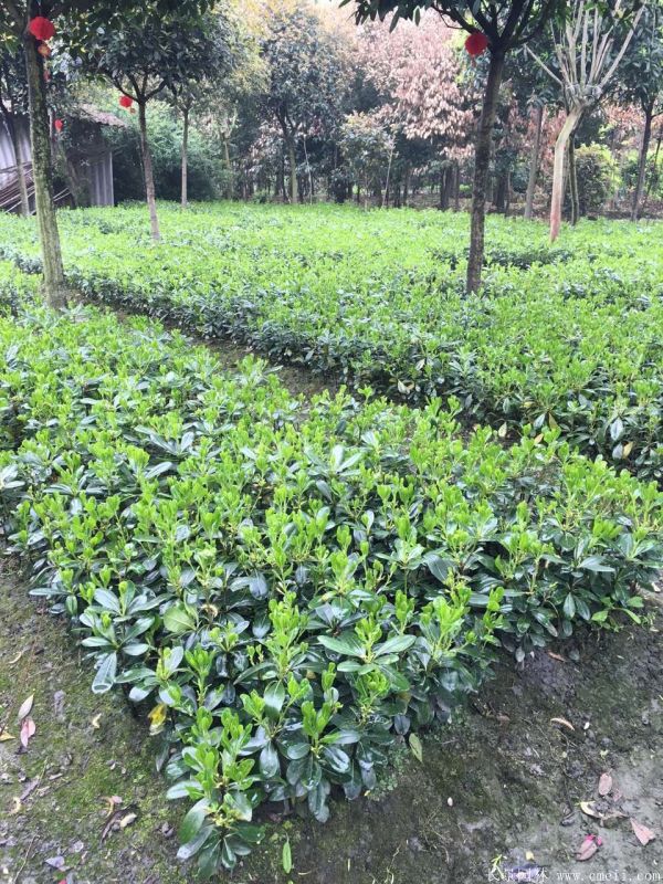 海桐圖片基地實(shí)拍 海桐圖片基地實(shí)拍