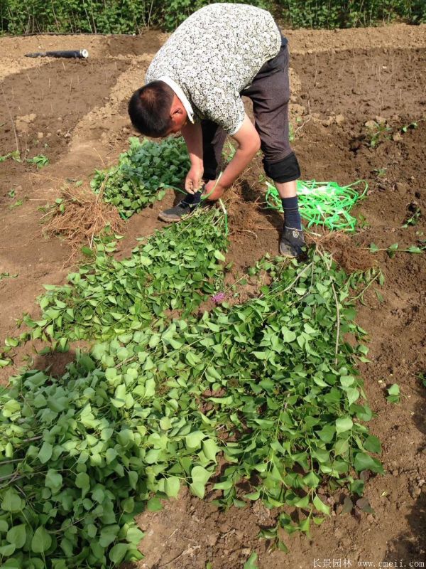 丁香圖片基地實拍 丁香圖片基地實拍