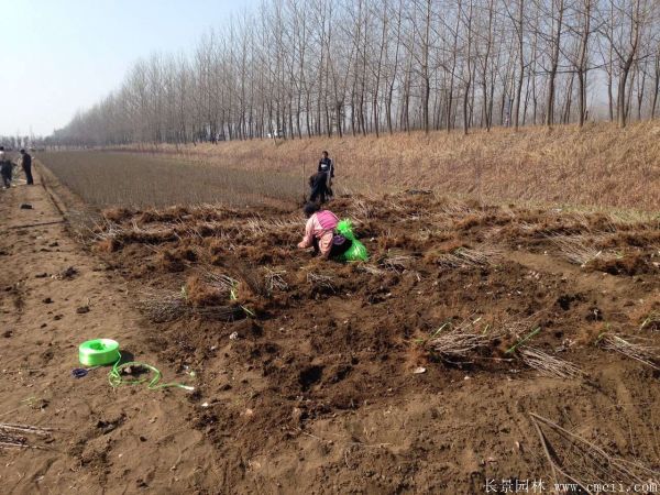 丁香圖片基地實拍 丁香圖片基地實拍