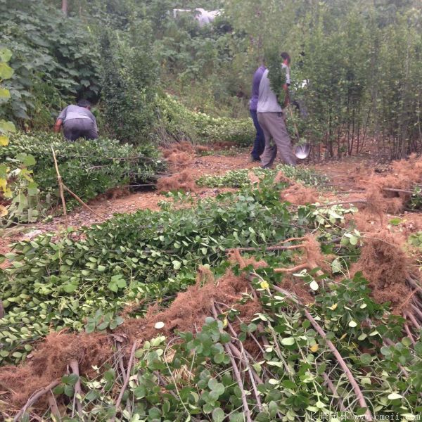北海道黃楊圖片基地實(shí)拍 北海道黃楊圖片基地實(shí)拍