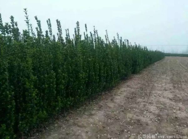 北海道黃楊圖片基地實(shí)拍 北海道黃楊圖片基地實(shí)拍