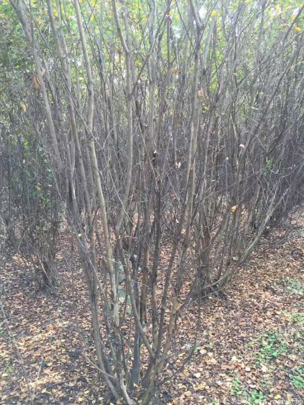 叢生紫薇圖片基地實拍 叢生紫薇圖片基地實拍