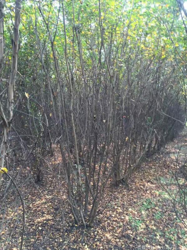 叢生紫薇圖片基地實拍 叢生紫薇圖片基地實拍