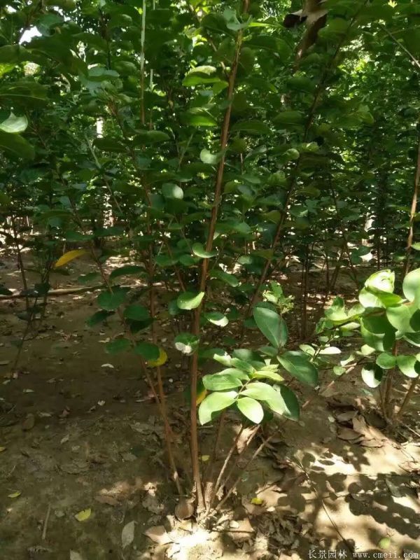 叢生紫薇圖片基地實拍 叢生紫薇圖片基地實拍