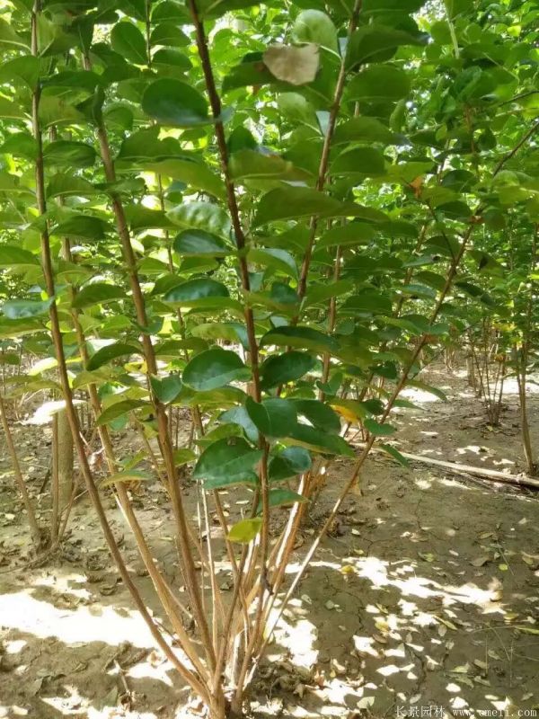 叢生紫薇圖片基地實(shí)拍 叢生紫薇圖片基地實(shí)拍