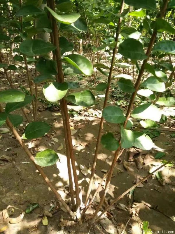 叢生紫薇圖片基地實拍 叢生紫薇圖片基地實拍