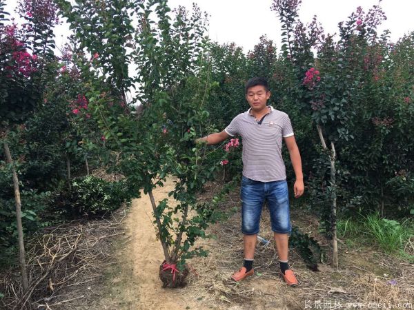叢生紫薇圖片基地實(shí)拍 叢生紫薇圖片基地實(shí)拍