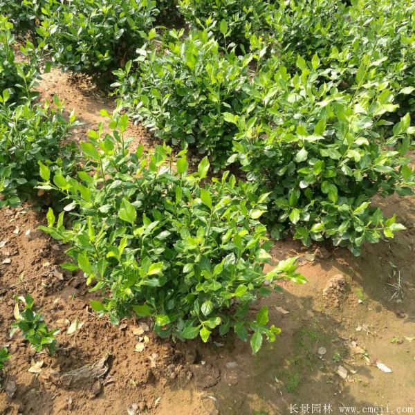 衛(wèi)矛圖片基地實拍 衛(wèi)矛圖片基地實拍