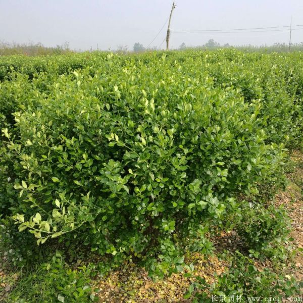 衛(wèi)矛圖片基地實拍 衛(wèi)矛圖片基地實拍