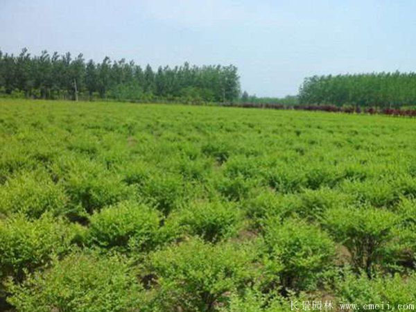 衛(wèi)矛圖片基地實拍 衛(wèi)矛圖片基地實拍