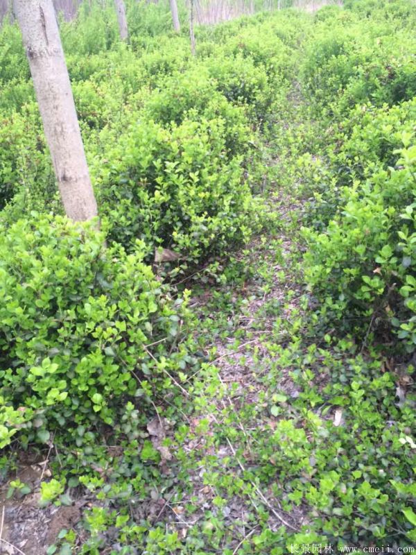 衛(wèi)矛圖片基地實拍 衛(wèi)矛圖片基地實拍