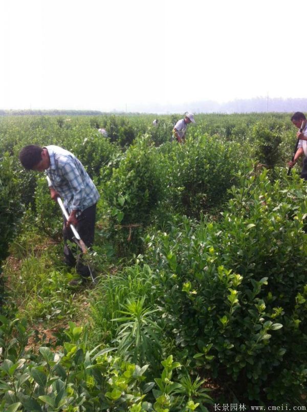 衛(wèi)矛圖片基地實拍 衛(wèi)矛圖片基地實拍