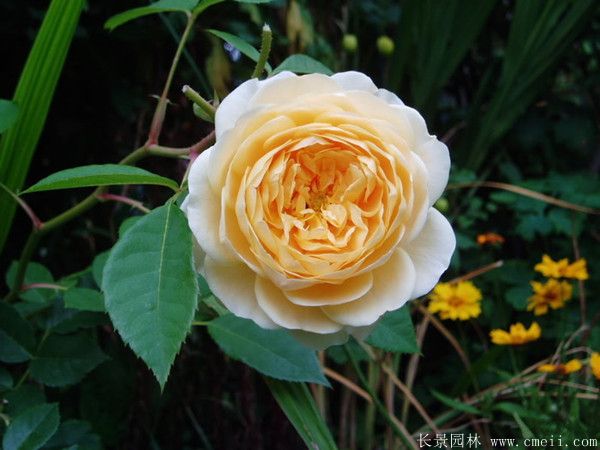 月季花圖片基地實拍 月季花圖片基地實拍