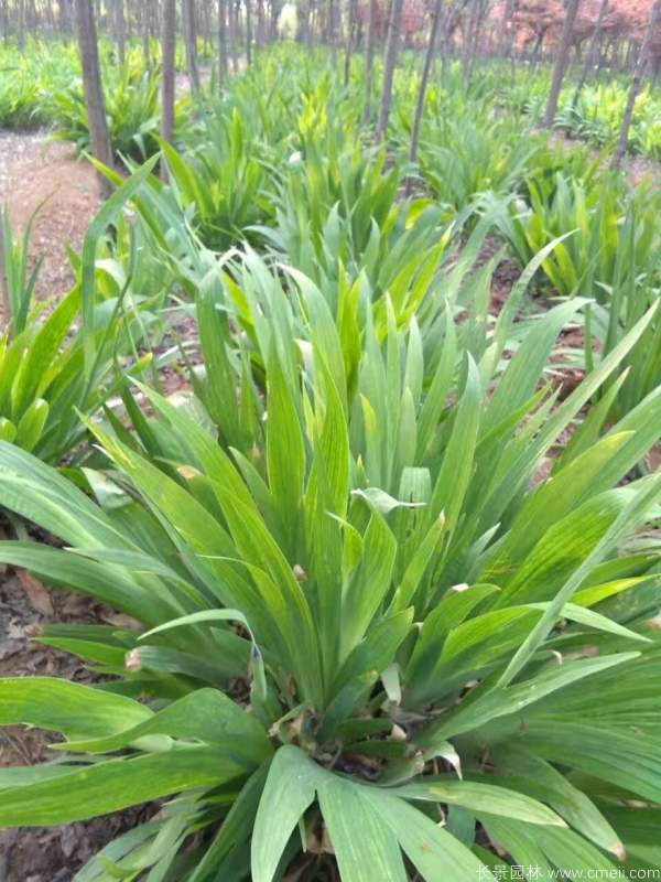 鳶尾花圖片基地實拍 鳶尾花圖片基地實拍