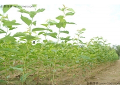 櫻花苗價(jià)格哪家比較低？