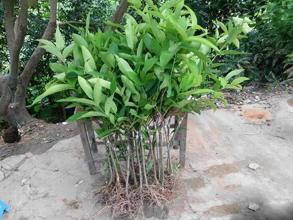 荔枝種子發(fā)芽出苗圖片 荔枝種子發(fā)芽出苗圖片