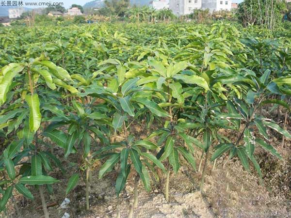 荔枝種子發(fā)芽出苗圖片 荔枝種子發(fā)芽出苗圖片
