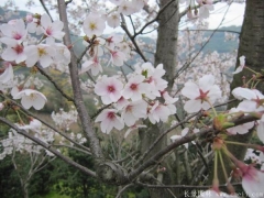 2017年批發(fā)櫻花最熱門(mén)產(chǎn)地在哪？