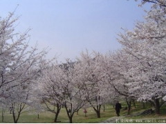 櫻花樹苗8_10公分價格近日來有所上漲，入手要快