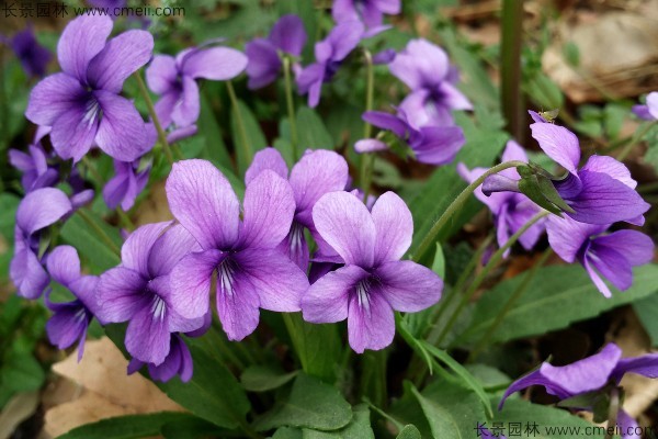 紫花地丁種子發(fā)芽出苗開花圖片 紫花地丁種子發(fā)芽出苗開花圖片