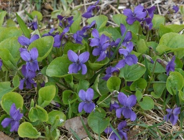 紫花地丁種子發(fā)芽出苗開花圖片 紫花地丁種子發(fā)芽出苗開花圖片