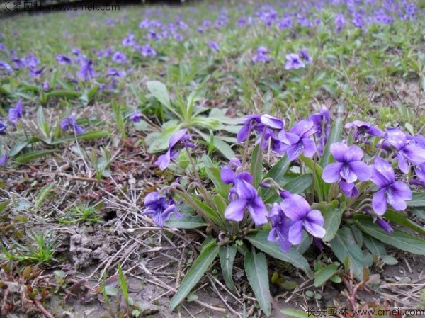 紫花地丁 紫花地丁