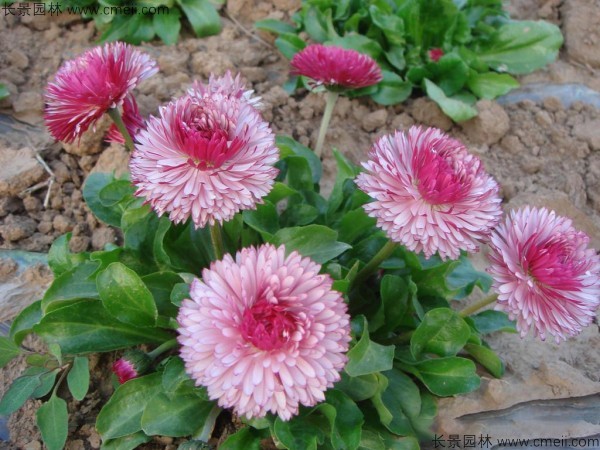 雛菊 雛菊