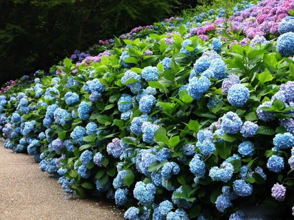 繡球花 繡球花