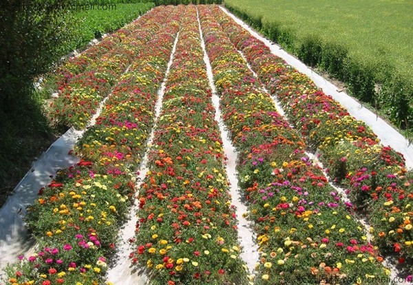 太陽花 太陽花