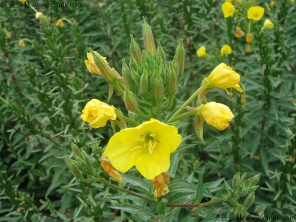 夜來香種子發(fā)芽出苗開花圖片 夜來香種子發(fā)芽出苗開花圖片