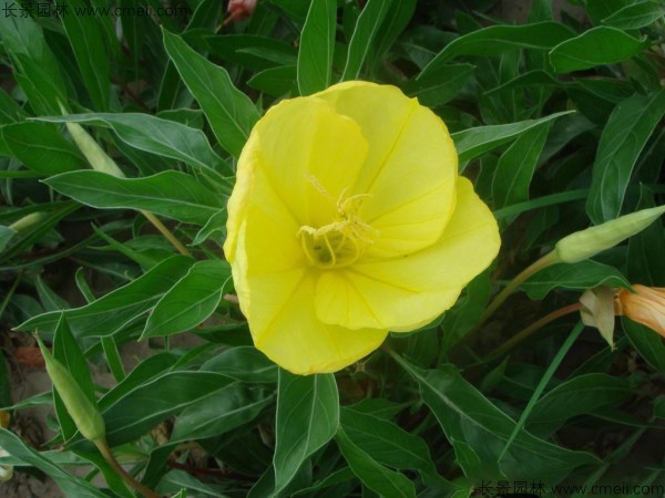 夜來香種子發(fā)芽出苗開花圖片 夜來香種子發(fā)芽出苗開花圖片