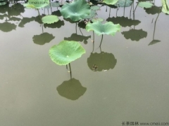 荷花在北方花期是幾月開(kāi) 花期多久